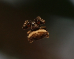 Gasteracantha mediofusca