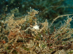 Eubranchus rupium