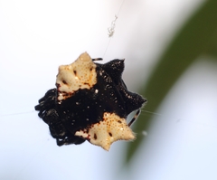 Gasteracantha mediofusca