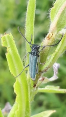 Phytoecia caerulescens