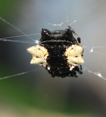 Gasteracantha mediofusca