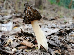 Morchella semilibera