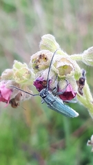 Phytoecia caerulescens