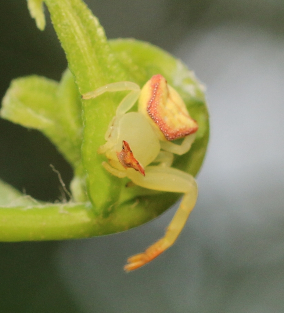 Thomisus pugilis