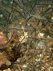 Eubranchus putnami