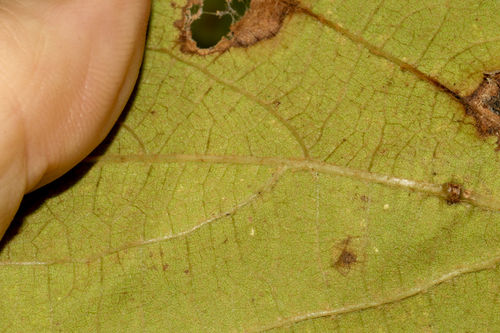 Vitis cinerea, photograph 1