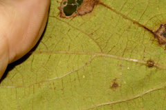 Vitis cinerea, photograph (c) Tom Field, some rights reserved (CC BY)