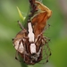 White Lynx Spider - Photo (c) Anubhav Agarwal, some rights reserved (CC BY-NC), uploaded by Anubhav Agarwal