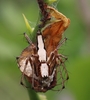 White Lynx Spider - Photo (c) Anubhav Agarwal, some rights reserved (CC BY-NC), uploaded by Anubhav Agarwal