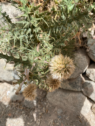 Spiny Globe-thistle