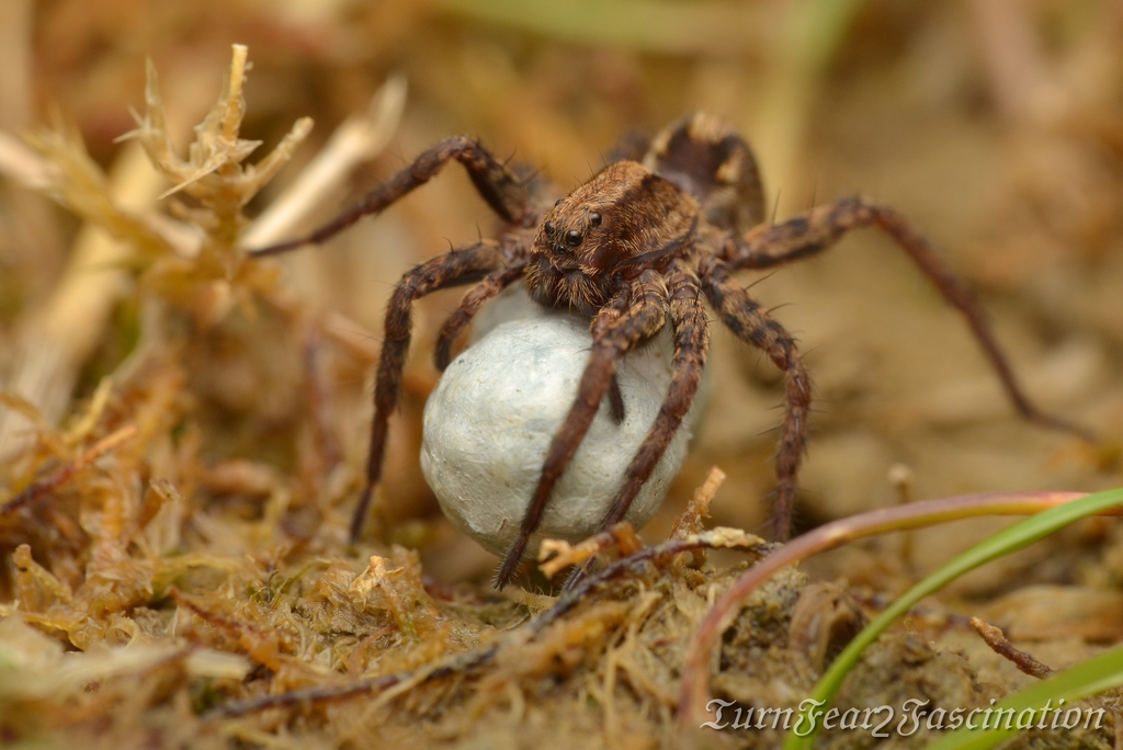 Fox Spiders