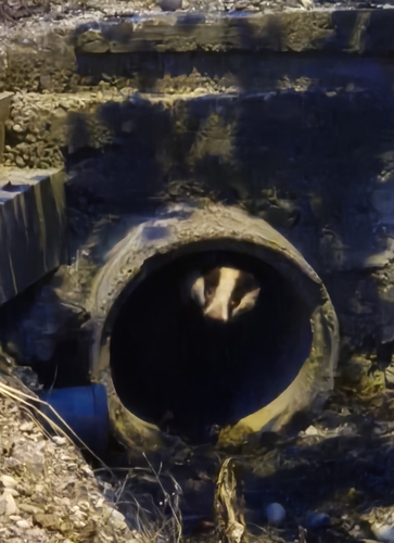 European Badger