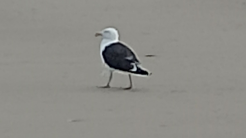 Great Black-backed Gull
