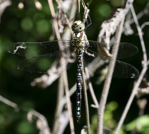 Southern Hawker