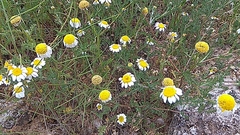 Matricaria