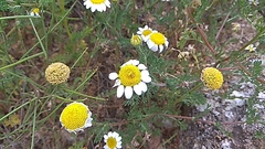 Matricaria