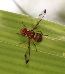 Zeugodacus cucurbitae