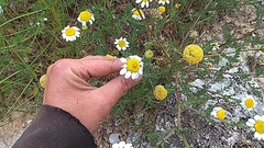 Matricaria