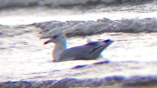 European Herring Gull