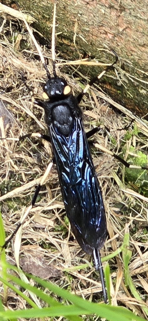White-horned Horntail