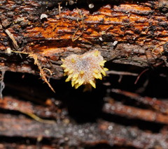 Neobarya agaricicola