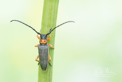 Phytoecia affinis