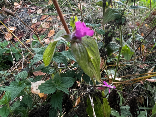 red campion