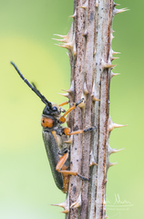 Phytoecia affinis