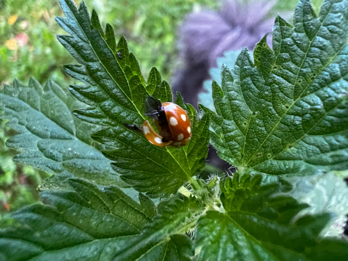 Little Arboreal Lady Beetle