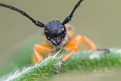 Phytoecia affinis