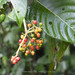 Psychotria grandis - Photo (c) Johannes, some rights reserved (CC BY-NC-ND), uploaded by Johannes