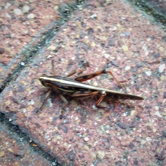 Schistocerca americana