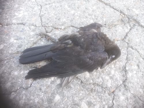Rook