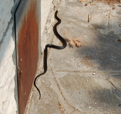 Hierophis viridiflavus carbonarius