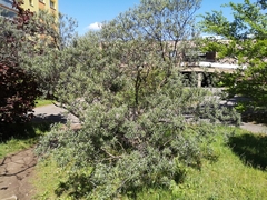 Hippophae rhamnoides
