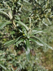 Hippophae rhamnoides