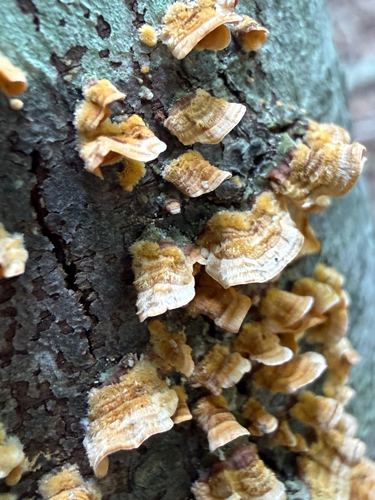 crowded parchment · August 2026 · photo: Photo: (c) David LaMagna, some rights reserved (CC BY) · iNaturalist