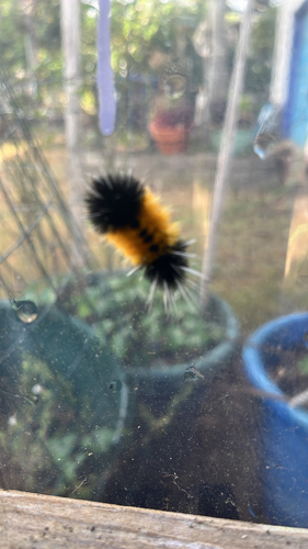 Spotted Tussock Moth