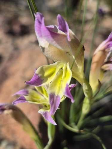 Gladiolus venustus