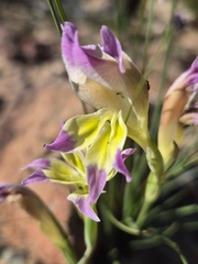 Gladiolus venustus