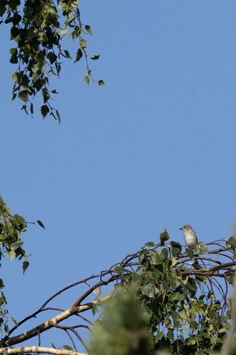 Spotted Flycatcher