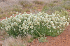 Ptilotus xerophilus