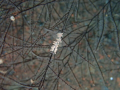 Eubranchus putnami