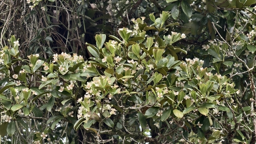 Eugenia brasiliensis