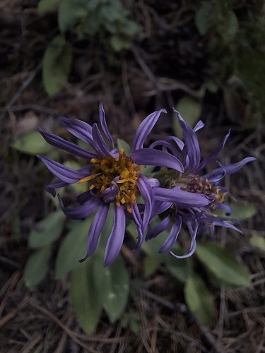 Italian Aster