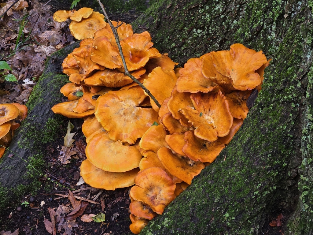 Eastern American jack-o'-lantern · August 2026 · photo: Photo: no rights reserved · iNaturalist
