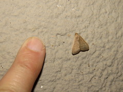 Simplicia extinctalis