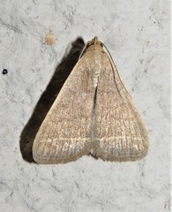 Simplicia extinctalis