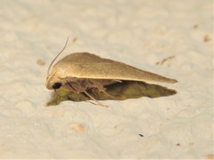 Simplicia extinctalis