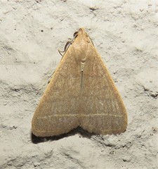 Simplicia extinctalis